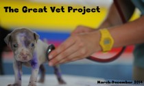 Great Vet Project
